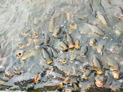 🐑 지구의 꿈 카쿠야마 농장 - 톤덴 팜 이미지 2